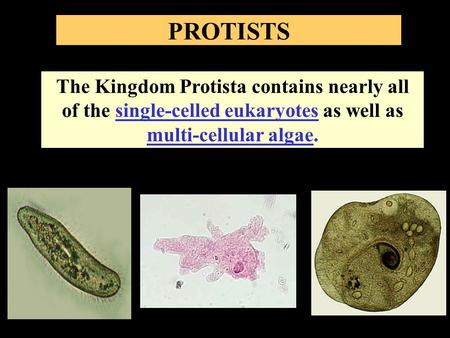 PROTISTS The Kingdom Protista contains nearly all of the single-celled eukaryotes as well as multi-cellular algae.