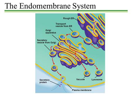 The Endomembrane System