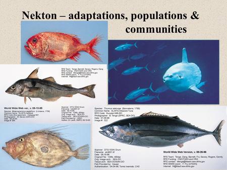 Nekton – adaptations, populations & communities