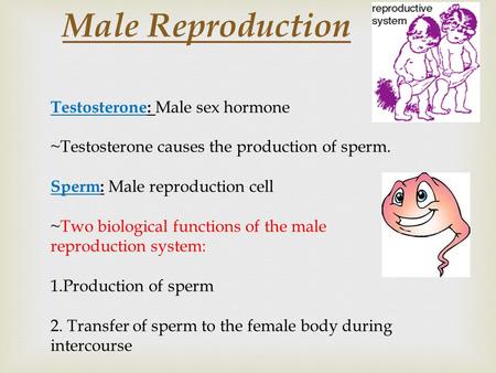 Male Reproduction Testosterone: Male sex hormone