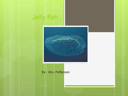 Jelly Fish By: Mrs. Patterson.