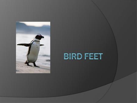 Bird Feet.
