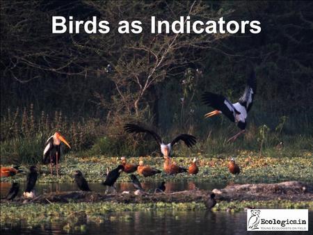 Birds as Indicators. Healthy water bodies for a healthy planet.