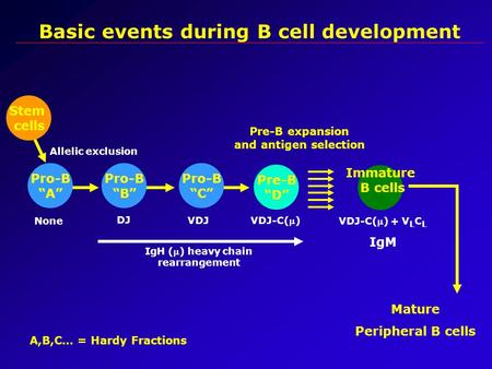 Basic events during B cell development Stem cells Pre-B “D” Pre-B expansion and antigen selection Immature B cells Mature Peripheral B cells IgH () heavy.