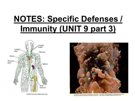 NOTES: Specific Defenses / Immunity (UNIT 9 part 3)