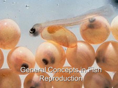 General Concepts in Fish Reproduction. General Considerations Natural habitat of speciesNatural habitat of species Body size and first parityBody size.