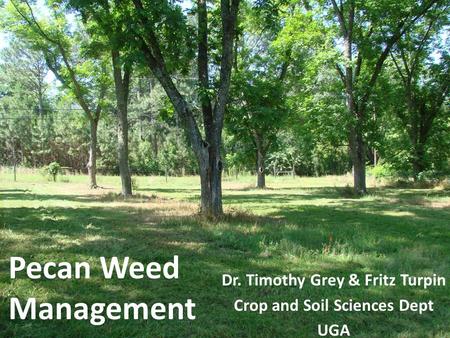 Pecan Weed Management Dr. Timothy Grey & Fritz Turpin Crop and Soil Sciences Dept UGA.