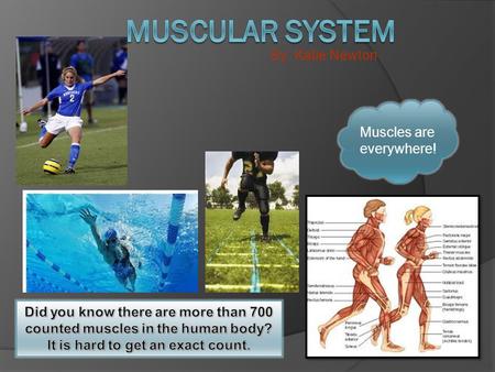 By: Katie Newton Muscles are everywhere!. Think about it if you were a skeleton hanging on a string and your string got cut you would simply fall on the.
