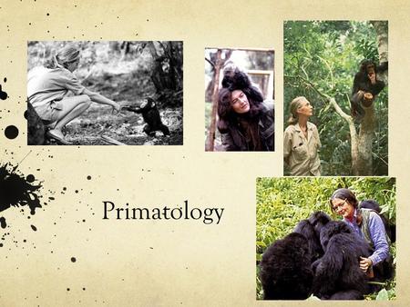 Primatology. Venn Diagram Choose your favourite animal, and make a Venn Diagram about the differences and similarities between you and your favourite.