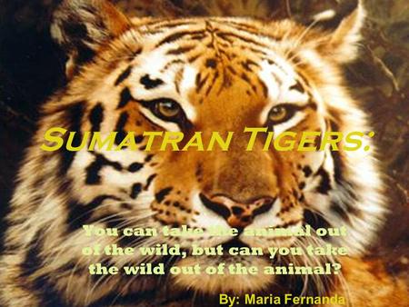 Sumatran Tigers: You can take the animal out of the wild, but can you take the wild out of the animal? By: Maria Fernanda Lancheros 1 st.