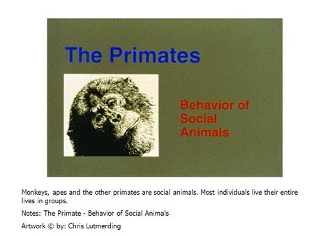 Monkeys, apes and the other primates are social animals. Most individuals live their entire lives in groups. Notes: The Primate - Behavior of Social Animals.
