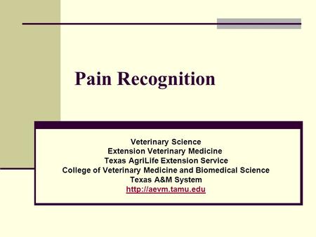 Pain Recognition Veterinary Science Extension Veterinary Medicine Texas AgriLife Extension Service College of Veterinary Medicine and Biomedical Science.