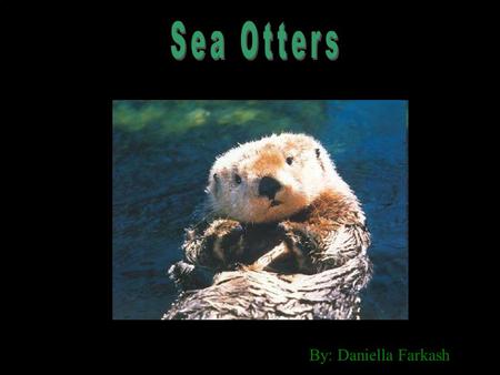 By: Daniella Farkash. Sea otters have a small round head, closeable nostril, ears with flaps and small eyes that are good for seeing in and out of the.