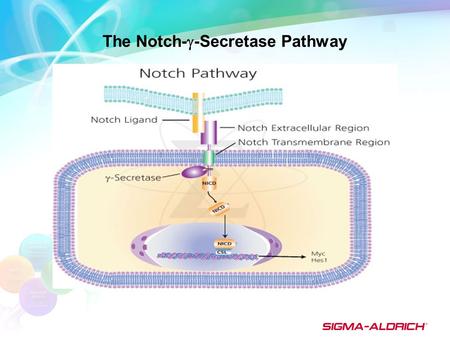 The Notch-  -Secretase Pathway. Notch activation involves the proteolytic cleavage of the Notch ligand/receptor complex by  -secretase to release the.