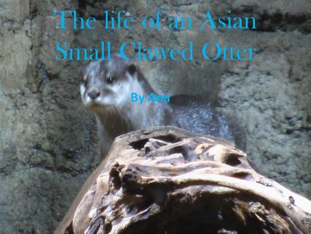 The life of an Asian Small Clawed Otter By Ana. Table of Contents.