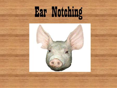 Ear Notching.