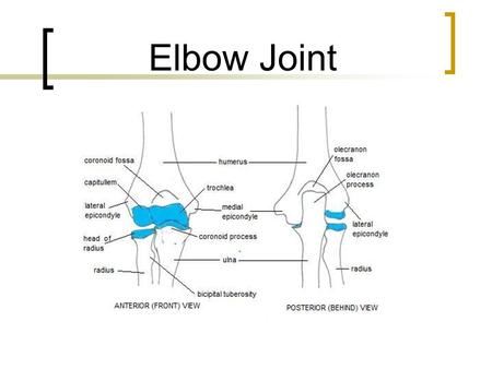 Elbow Joint.