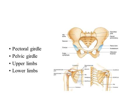 Pectoral girdle Pelvic girdle Upper limbs Lower limbs.