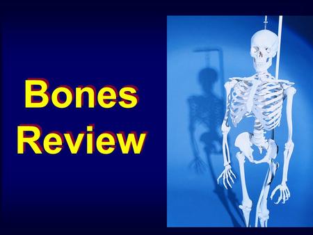 Bones Review. Occipital Bone Frontal Bone Temporal Bone Sphenoid Bone Nasal Bone Maxilla Bone Mandible Bone External Acoustic Meatus Mastoid Process Styloid.