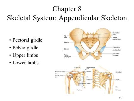 Chapter 8 Skeletal System: Appendicular Skeleton