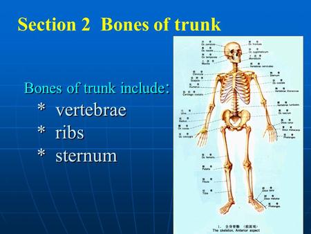 Section 2 Bones of trunk Bones of trunk include: * vertebrae * ribs * sternum.