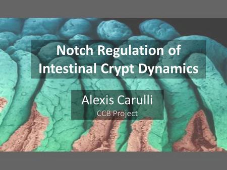 Alexis Carulli CCB Project Notch Regulation of Intestinal Crypt Dynamics.