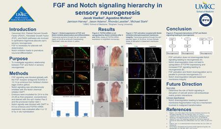 FGF and Notch signaling hierarchy in sensory neurogenesis Jacob Voelkel 1, Agostino Molteni 1 Jamison Harvey 2, Jason Adams 2, Rhonda Lassiter 2, Michael.
