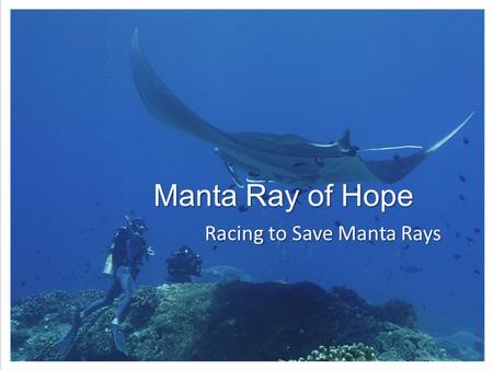 Manta Ray of Hope Racing to Save Manta Rays. Manta and Mobula Rays Slow reproduction  highly vulnerable – Mature 10 to 20 years; 1 pup every 1 to 5 years.