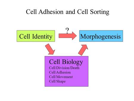 Cell Adhesion and Cell Sorting Cell IdentityMorphogenesis ? Cell Biology Cell Division/Death Cell Adhesion Cell Movement Cell Shape.