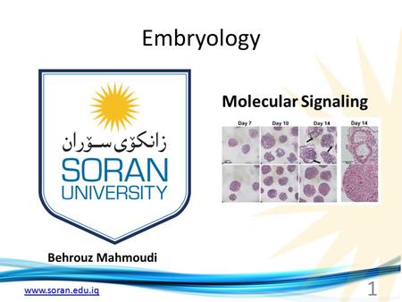 Www.soran.edu.iq Embryology Behrouz Mahmoudi Molecular Signaling 1.