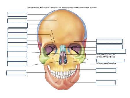 Above: Frontal View. Legend: 1- Mental tubercle. 2- Body of mandible Above: Frontal View. Legend: 1- Mental tubercle. 2- Body of mandible. 3- Ramus.