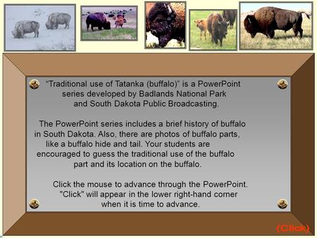 “Traditional use of Tatanka (buffalo)” is a PowerPoint series developed by Badlands National Park and South Dakota Public Broadcasting. The PowerPoint.