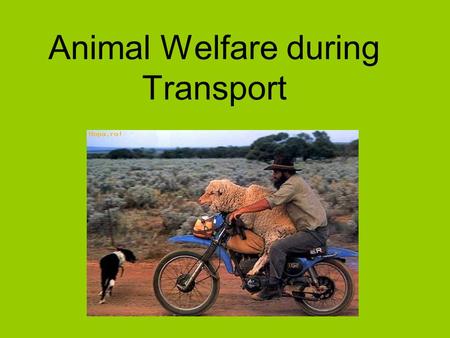 Animal Welfare during Transport. Impact of 1/2005 on welfare of animals The IBF consortium carried out the project “Study on the impact of Regulation.