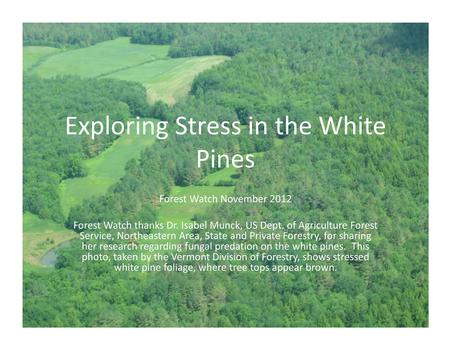 Exploring Stress in the White Pines Forest Watch November 2012 Forest Watch thanks Dr. Isabel Munck, US Dept. of Agriculture Forest Service, Northeastern.