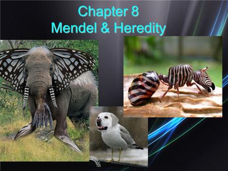 Chapter 8 Mendel & Heredity