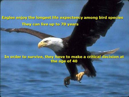 Eagles enjoy the longest life expectency among bird species Eagles enjoy the longest life expectency among bird species They can live up to 70 years In.