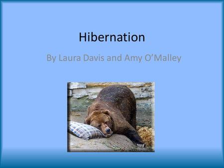 Hibernation By Laura Davis and Amy O’Malley. Preparation Late summer and fall Find location in which to safely hibernate – Areas not accessible by predators.