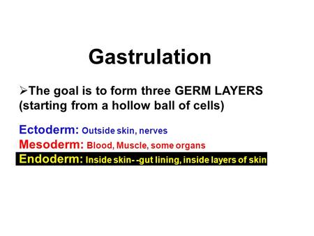 Gastrulation The goal is to form three GERM LAYERS (starting from a hollow ball of cells) Ectoderm: Outside skin, nerves Mesoderm: Blood, Muscle, some.