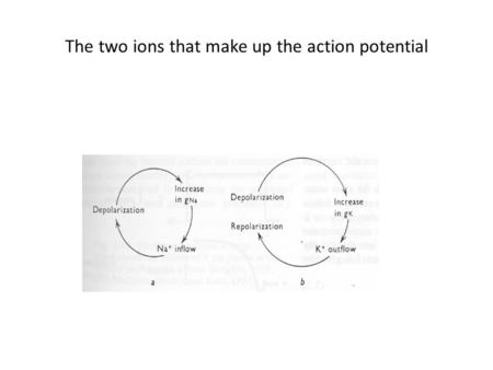 The two ions that make up the action potential