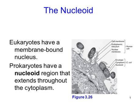 The Nucleoid Eukaryotes have a membrane-bound nucleus.