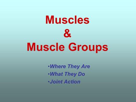 Muscles & Muscle Groups