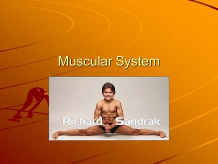 Muscular System. Functions of the Muscular System.