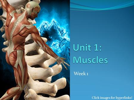 Week 1 Click images for hyperlinks!. What is a muscle? Muscles are organs made of muscular and connective tissues, which make up the Muscular System They.