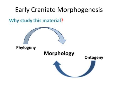 Early Craniate Morphogenesis