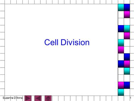 Suzanne D'Anna1 Cell Division. Suzanne D'Anna2 Cell Division n process by which cells reproduce themselves n Includes: - nuclear division - cytoplasmic.