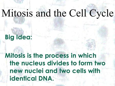 1 1 Mitosis and the Cell Cycle Big Idea: Mitosis is the process in which the nucleus divides to form two new nuclei and two cells with identical DNA.