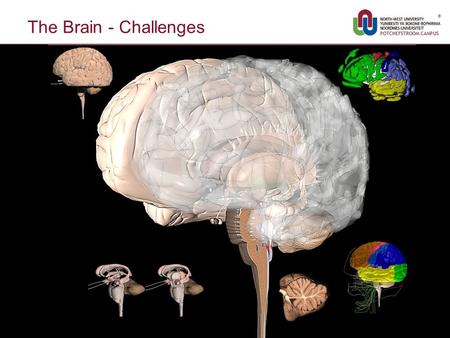 The Brain - Challenges 1. Relationship Dynamics/Kinetics - Challenges 2.
