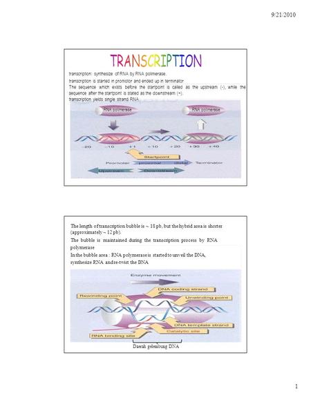 RNA polimerase 9/21/2010 transcription: synthesize of RNA by RNA polimerase. transcription is started in promotor and ended up in terminator The sequence.