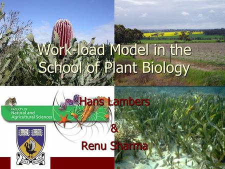 Work-load Model in the School of Plant Biology Hans Lambers & Renu Sharma.