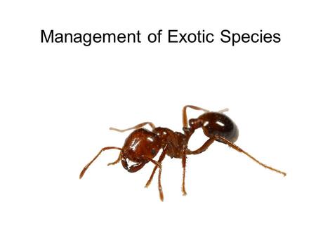 Management of Exotic Species. Sometimes, the introduction of a species to a new area has proven to be very beneficial. Often, however, these introduced.